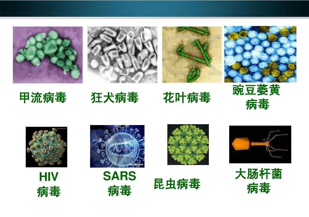 百日攻坚：病毒传播，僵尸毁灭！