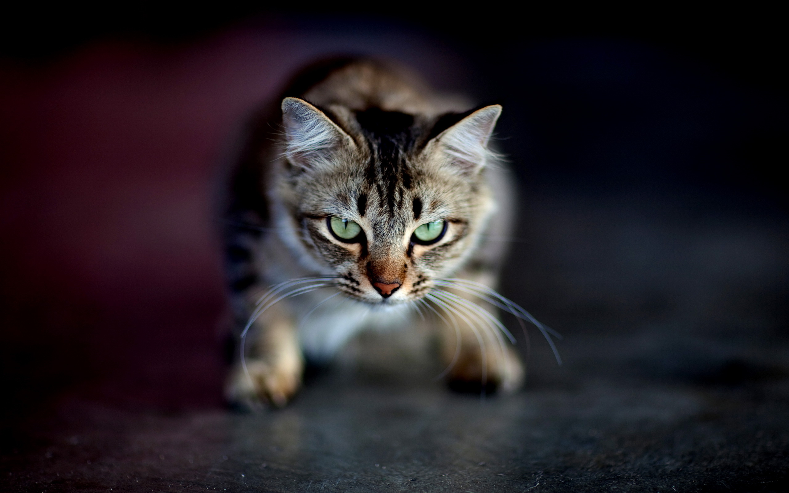 搞笑猫咪图片_猫咪搞笑图_搞笑猫咪图片表情包
