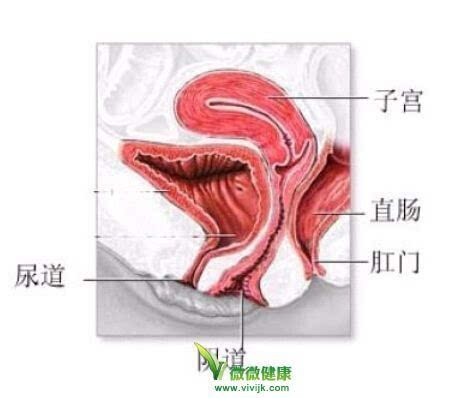 神秘诱人：阴道内窥特写视频