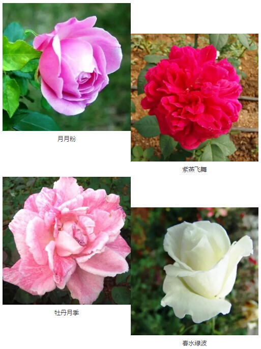 明月传世_明月明月明月_明月传说
