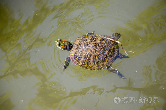 乌龟的生活和饮食_小乌龟的生活习性_乌龟的生活形性是什么