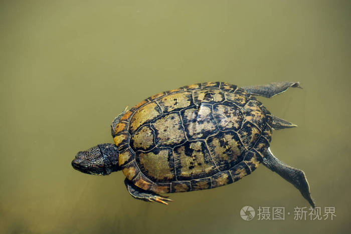 乌龟的生活和饮食_乌龟的生活形性是什么_小乌龟的生活习性