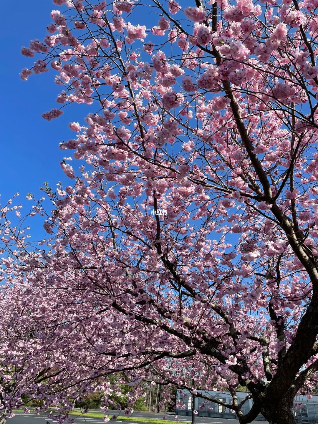 樱花学院官网_樱花学院_成都樱花日语学院