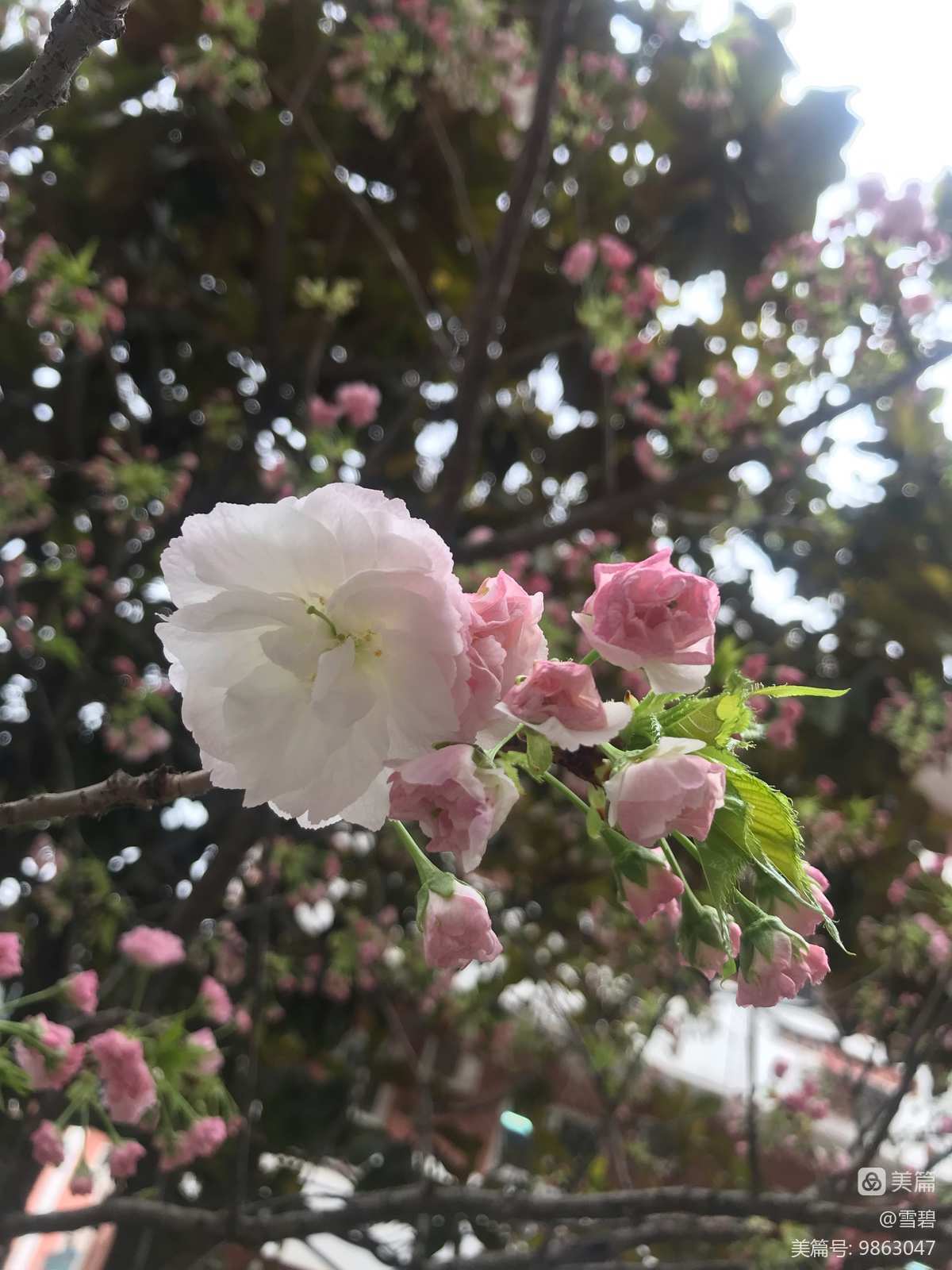 成都樱花日语学院_樱花学院官网_樱花学院