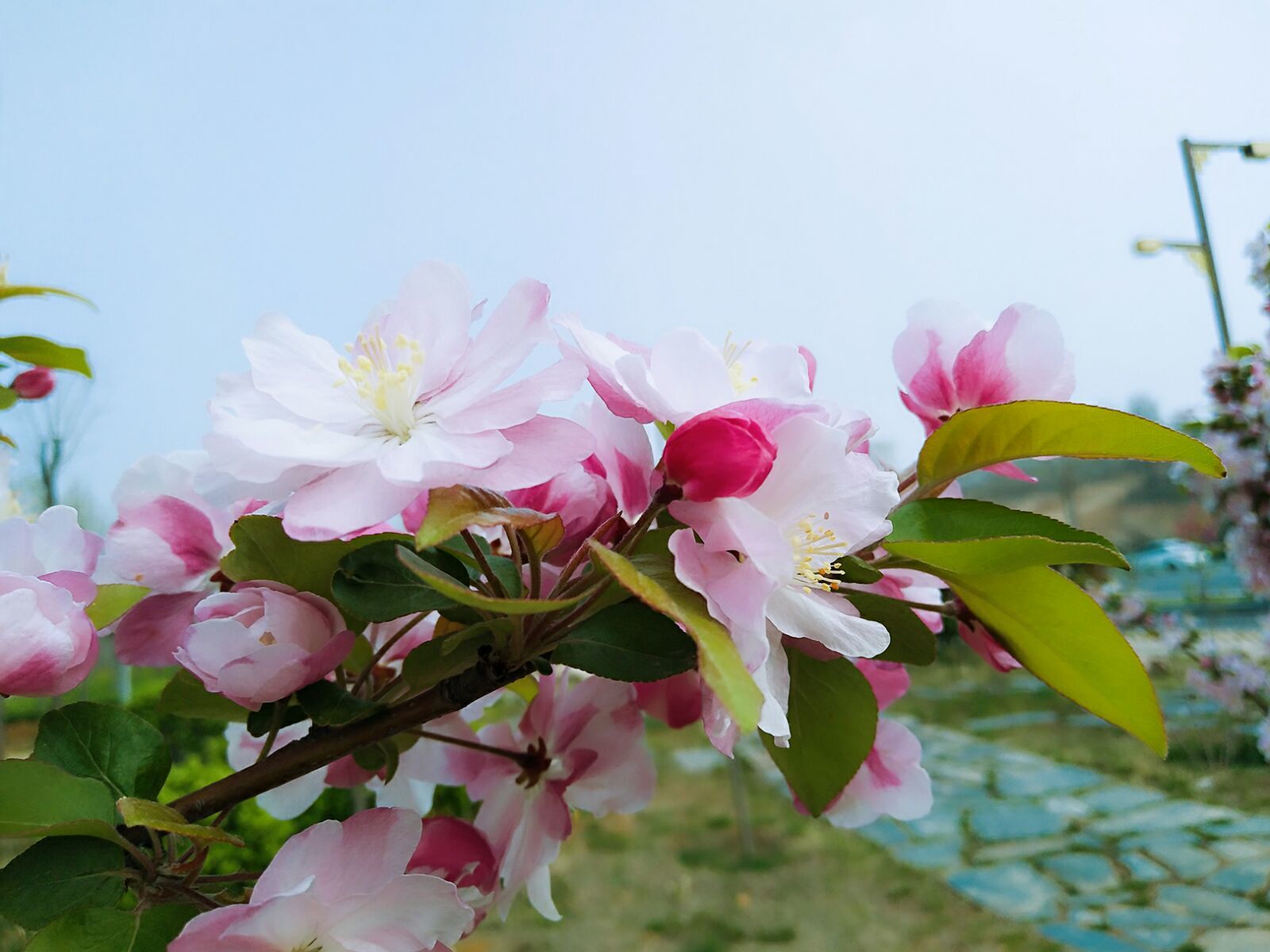 九心海棠_海棠心悦_海棠心是什么意思