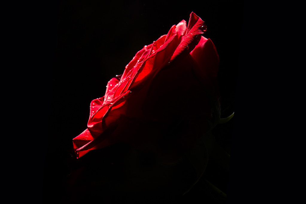 黑暗玫瑰花图片_黑暗玫瑰_黑暗玫瑰壁纸