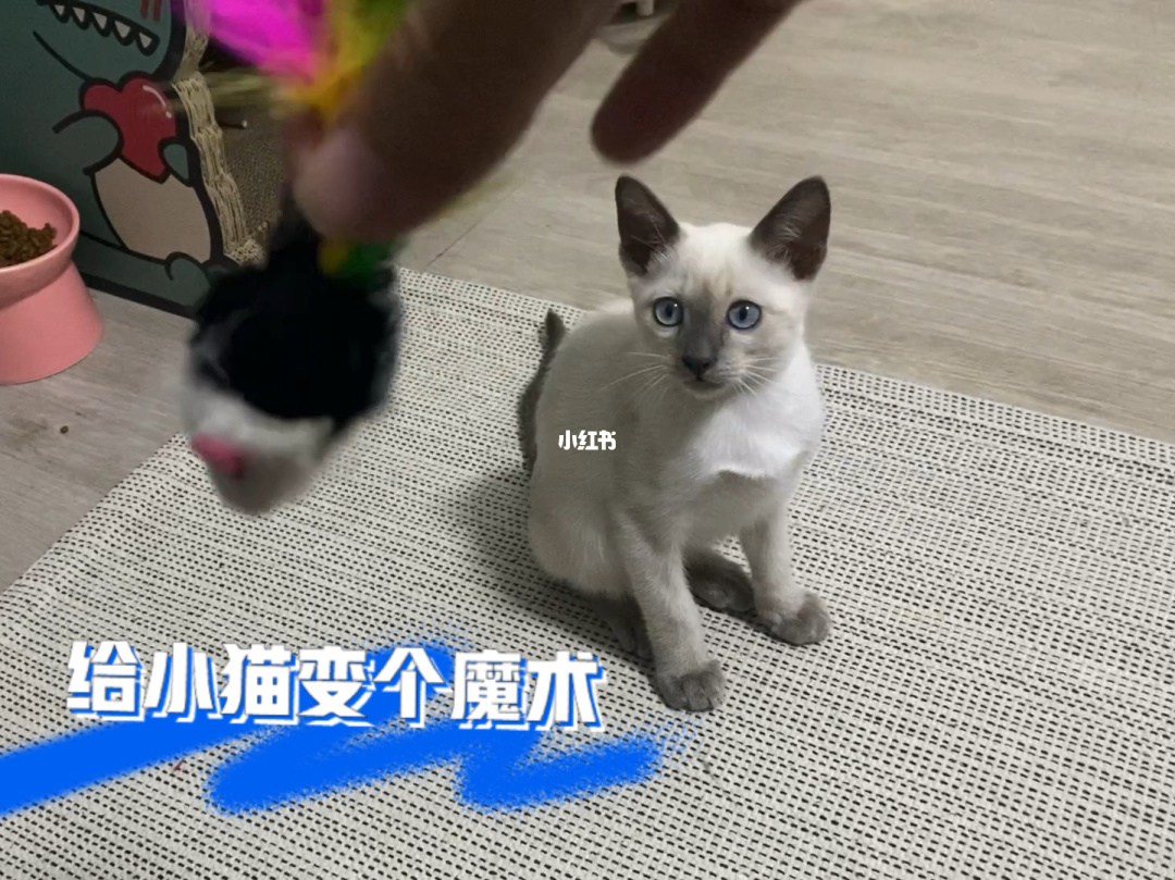 百变猫咪秀_百变猫咪小q_小猫百变