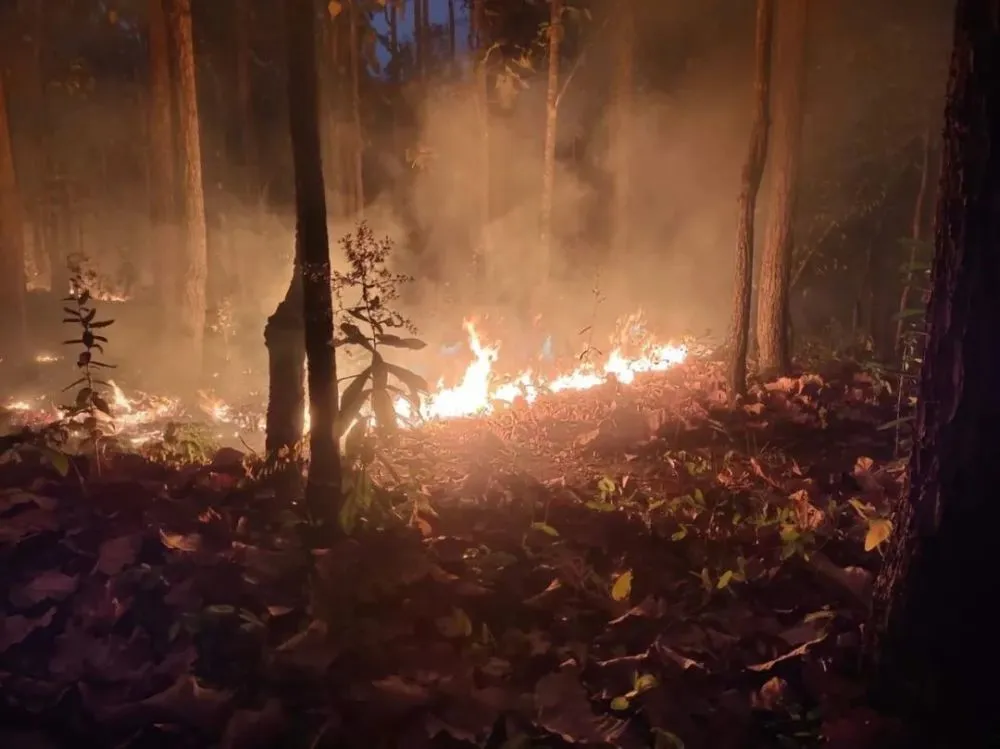 森林冰火人_森林冰火人表情包_森林冰火