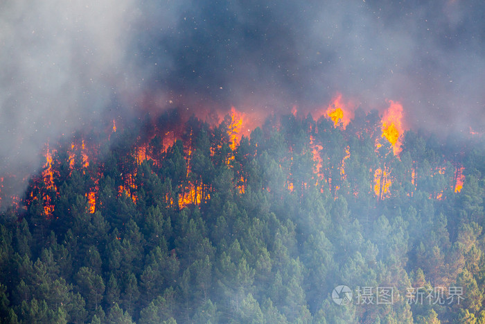 森林冰火人_森林冰火_森林冰火人表情包