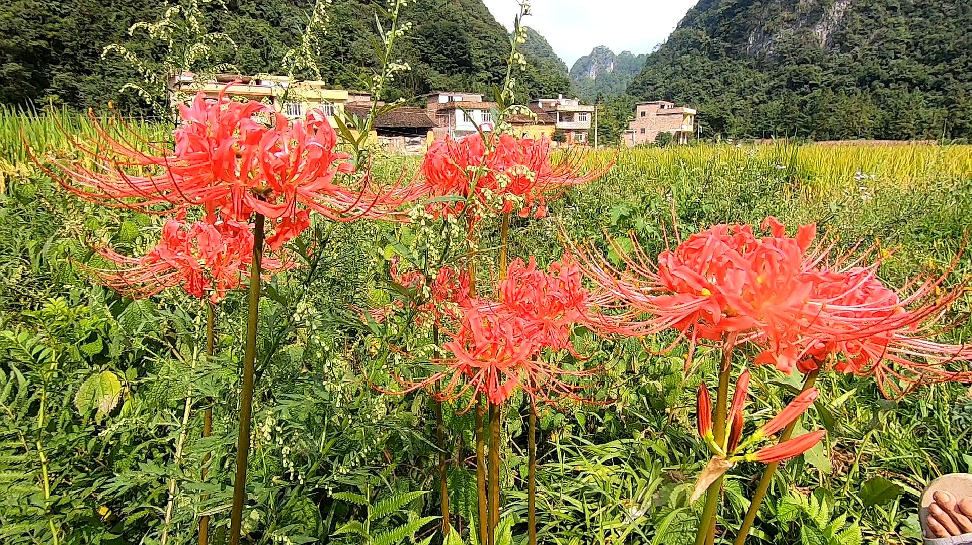 视频野花观看在线更新免费_野花视频在线观看最快更新_黄色手机视频在线免费观看