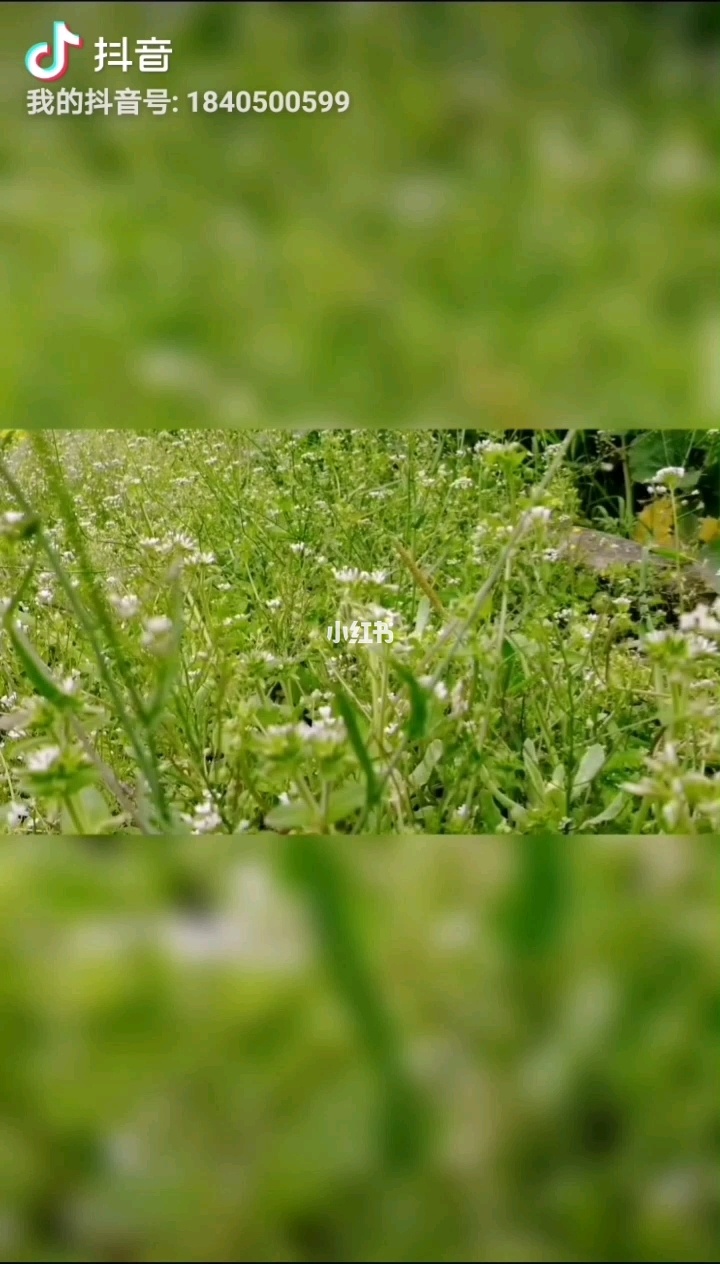 黄色手机视频在线免费观看_野花视频在线观看最快更新_视频野花观看在线更新免费