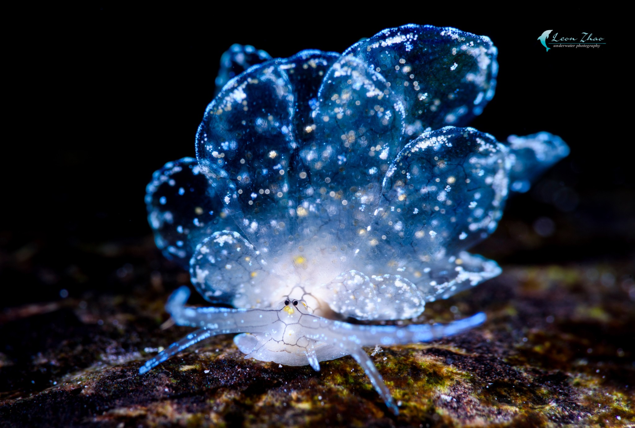 山海秘境：神奇生物惊艳现身，绝无仅有的奇观