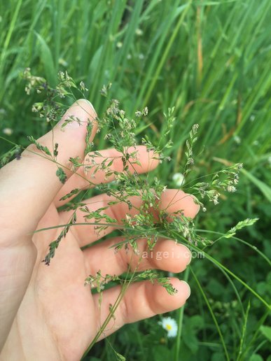 视频野草观看直播免费下载_野草视频怎么样_野草直播免费观看视频