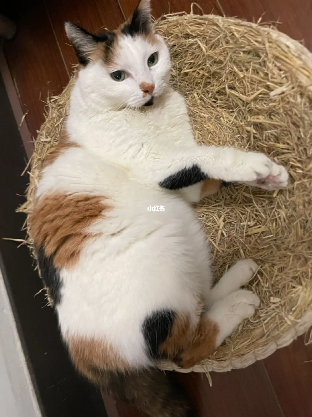 法老猫_法老猫_老猫法务部
