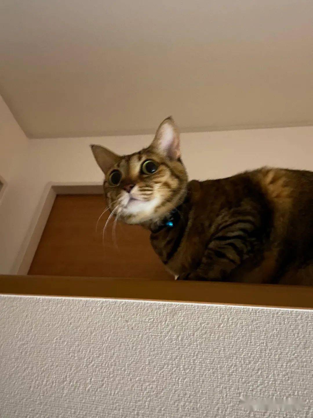 招猫逗狗是什么意思_招猫喜欢的人意味着什么_招才猫