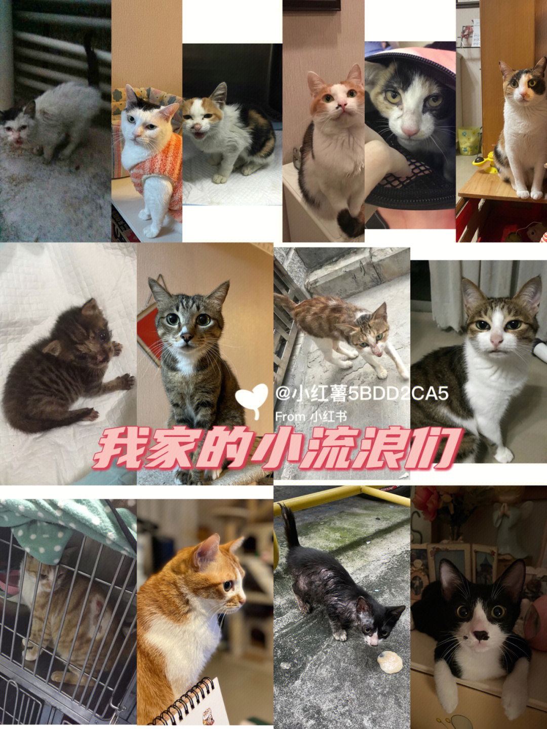 招才猫_招猫逗狗是什么意思_招猫喜欢的人意味着什么