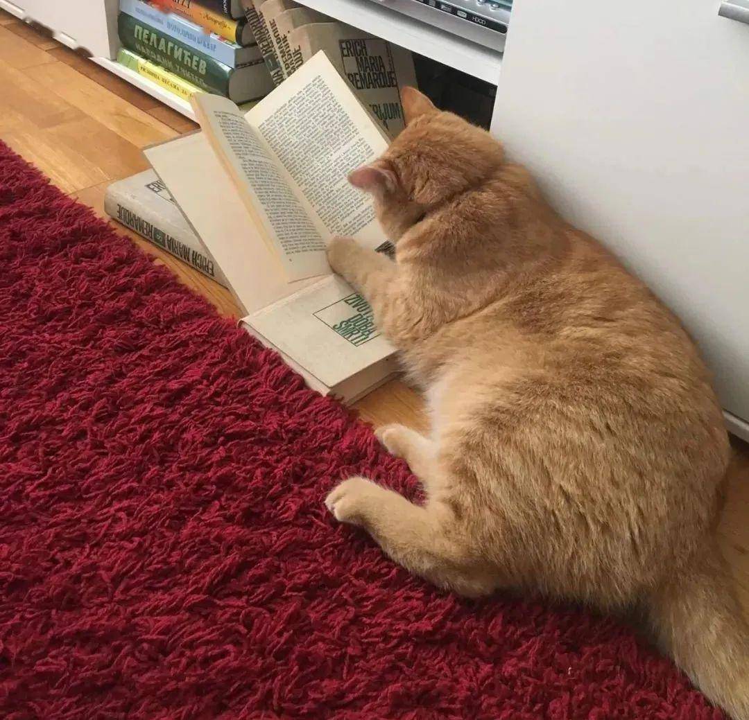 刷题猫_刷题猫_刷题猫