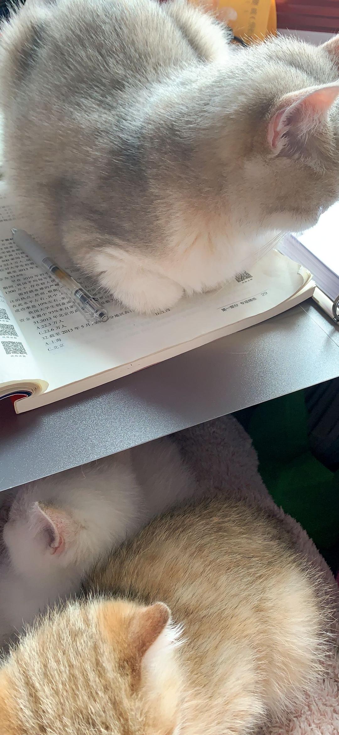 刷题猫_刷题猫_刷题猫