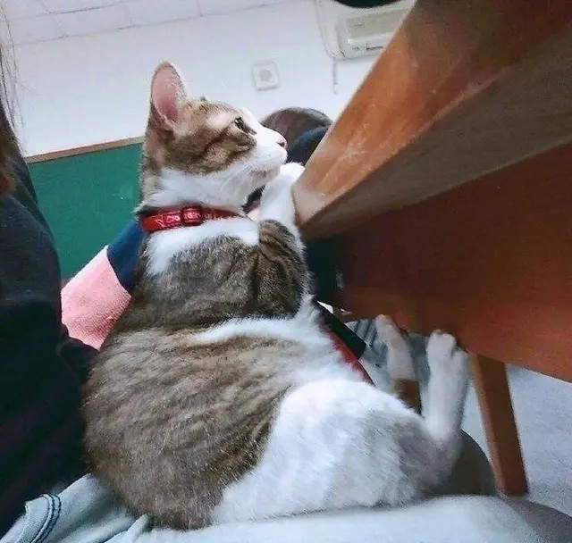 刷题猫_刷题猫_刷题猫