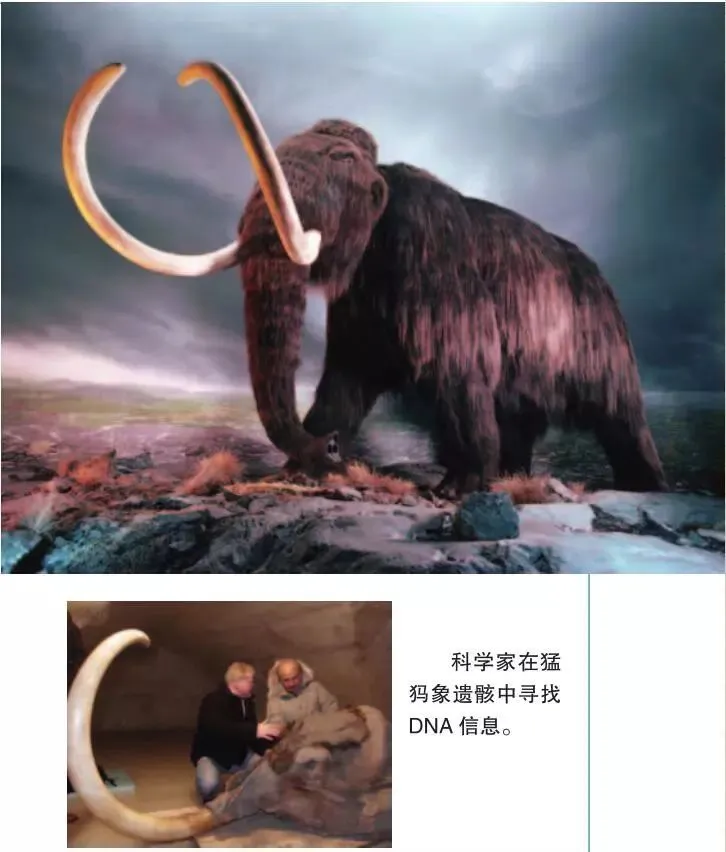 猛犸崛起激活码_猛犸崛起_迅猛崛起