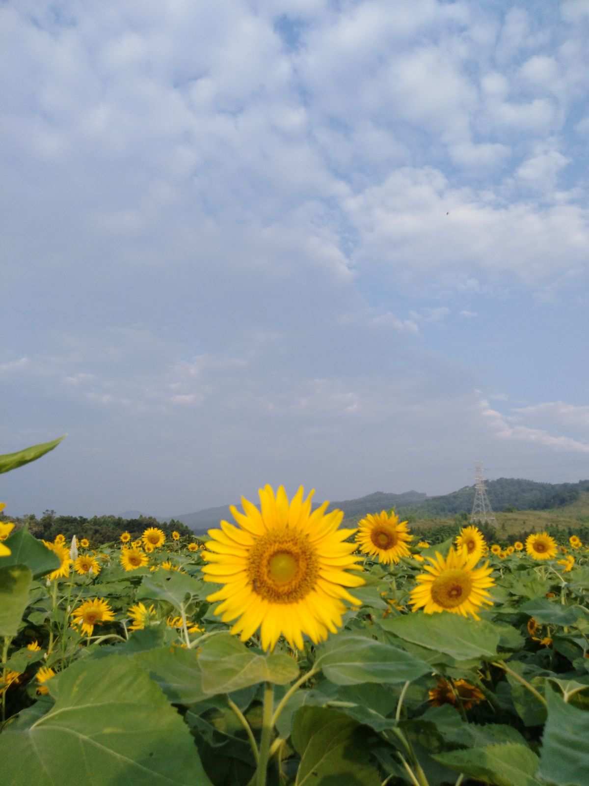 性福宝向日葵视频_性福宝向日葵视频_性福宝向日葵视频