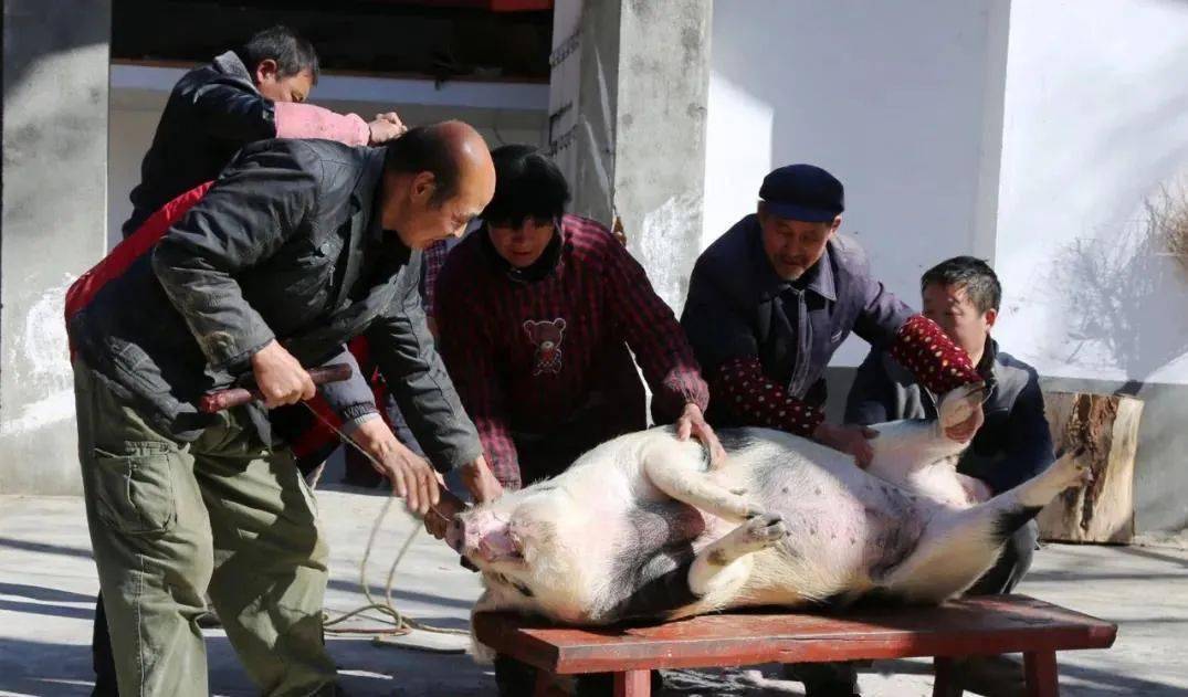 杀猪游戏叫什么名字_手机游戏怎么杀猪_杀猪手机游戏破解版