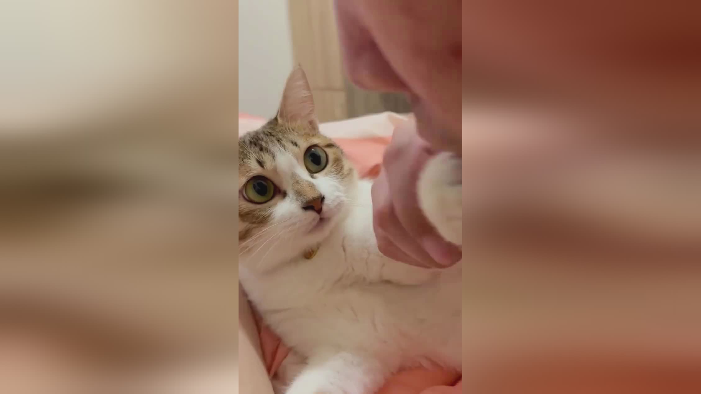 手机养成游戏 猫 爪尖游戏丨猫咪捉鼠逐树，细数九条命