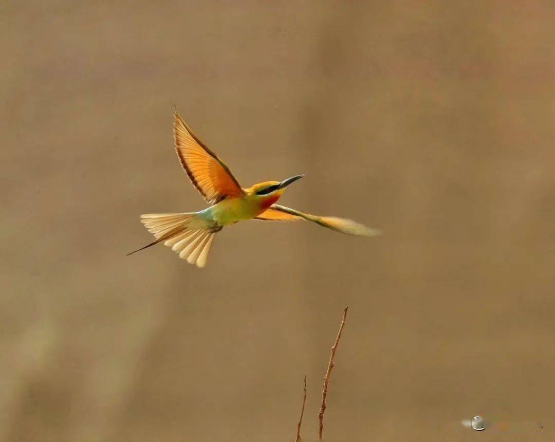 手机游戏bird_手机游戏变速器_手机游戏变速器辅助