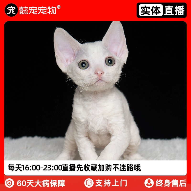 对战猫手机游戏叫什么_手机游戏猫对战_猫咪对战游戏