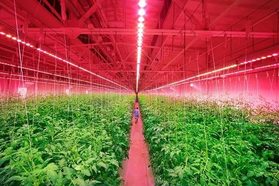 农场像素手机游戏怎么玩_农场像素手机游戏破解版_手机像素农场游戏