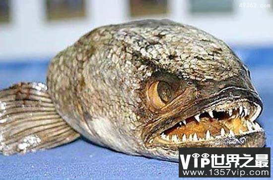 深海恐怖食人鱼3号：致命利爪下的无力抵抗