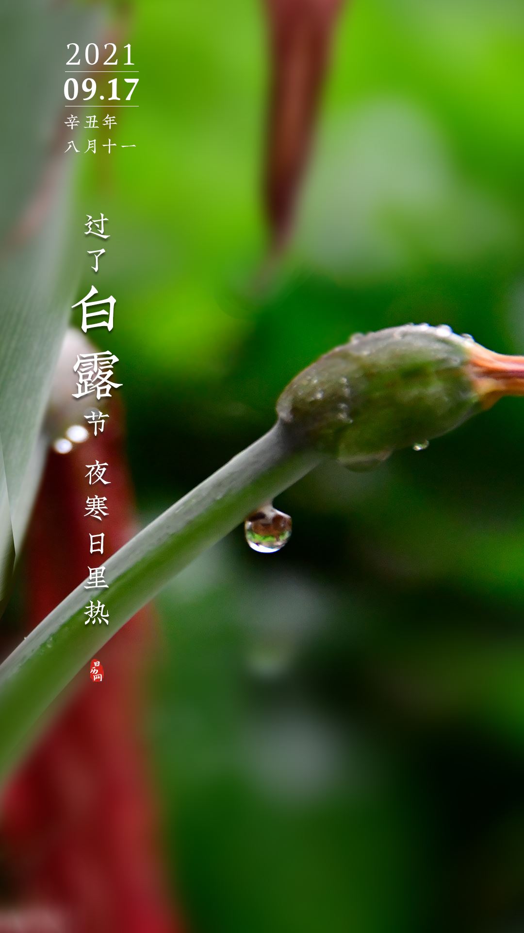 白露节气_白露的手抄报_白露