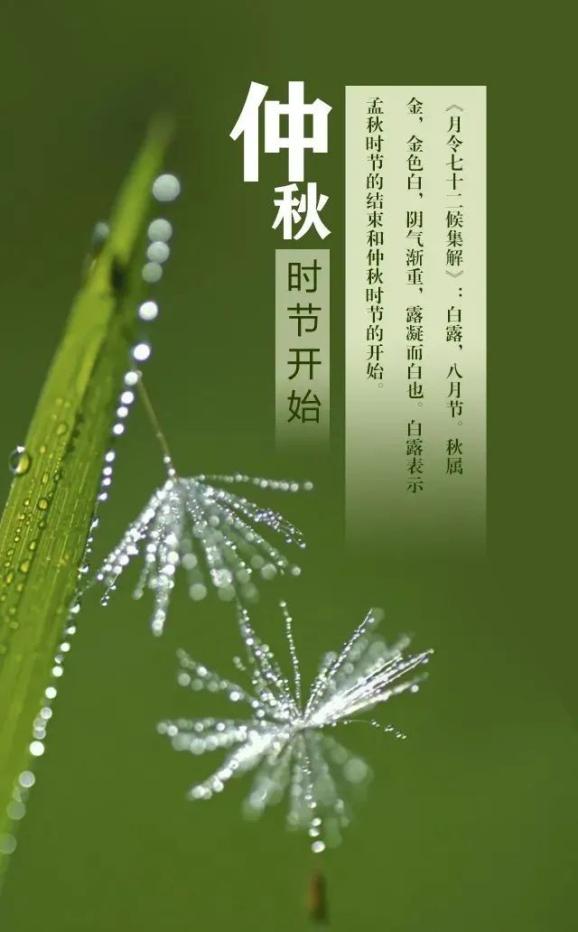 白露的手抄报_白露_白露节气