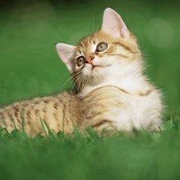 猫咪图片大全可爱头像-猫咪头像分享：温暖快乐的生活点滴