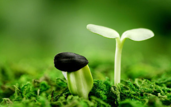 初一语文书_初一月考试卷_四月初一