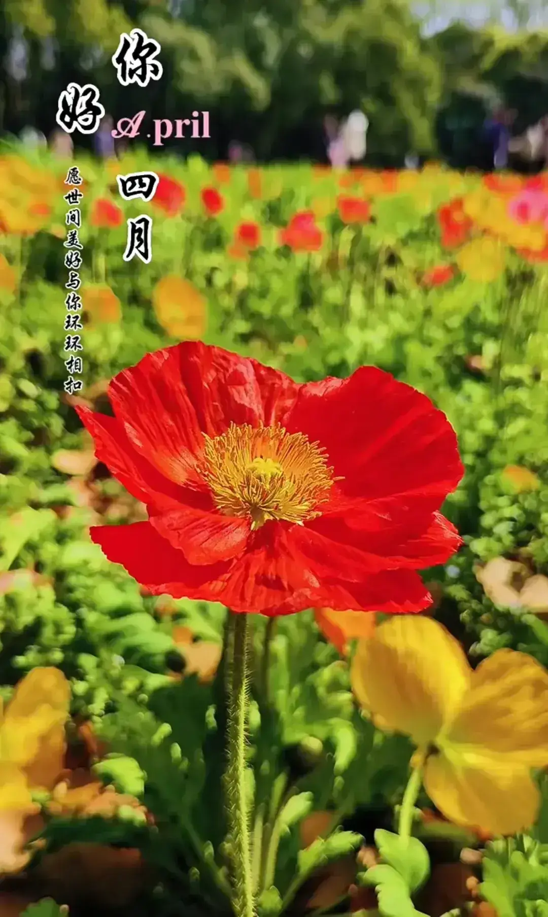 四月初一_初一月考试卷_初一语文书