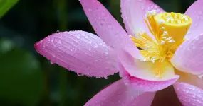 什么软件能玩雨中冒险2_中雨能不能玩手机游戏_能玩中雨手机游戏的软件