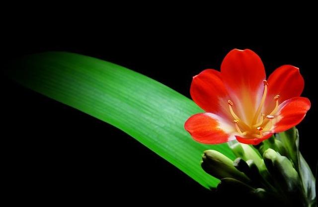 法定春节节假日2024_春节法定节假日_法定春节节假日时间