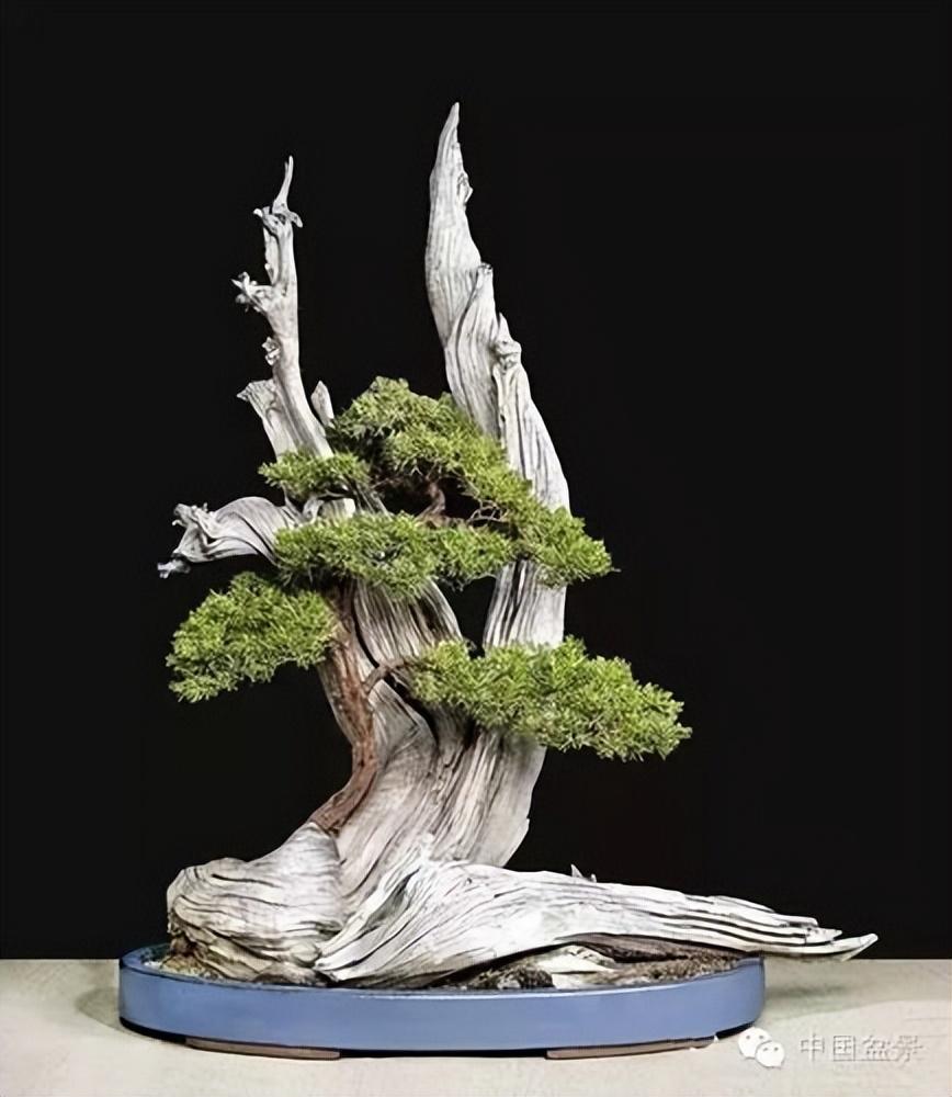 这款超级治愈的手机盆景游戏，让你体验虚拟盆景大师的成就感