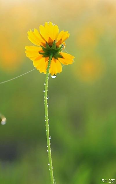 花野真衣下载_中野一花_野花中药