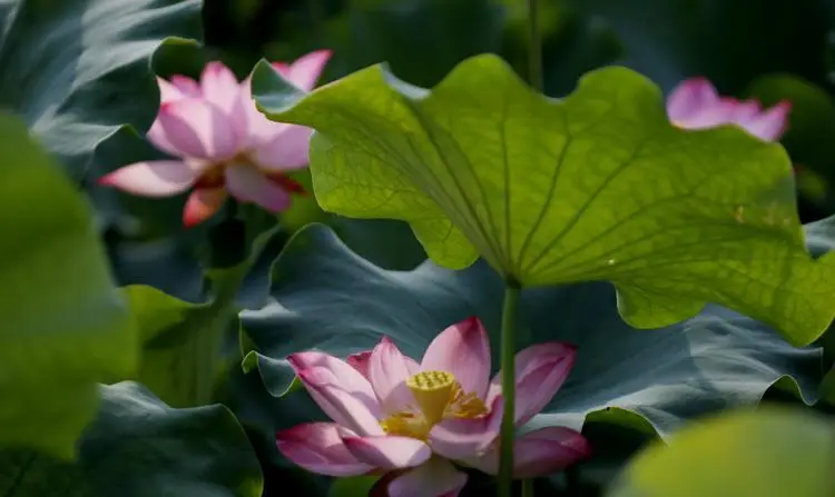 三国志东吴传孙权_三国群英传7孙权嫁妹_手机游戏孙权传