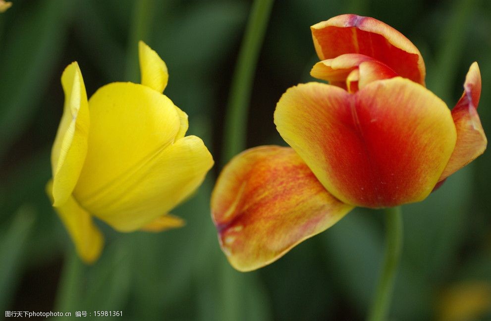 代替花的字_什么字可以代替花_花的替代字