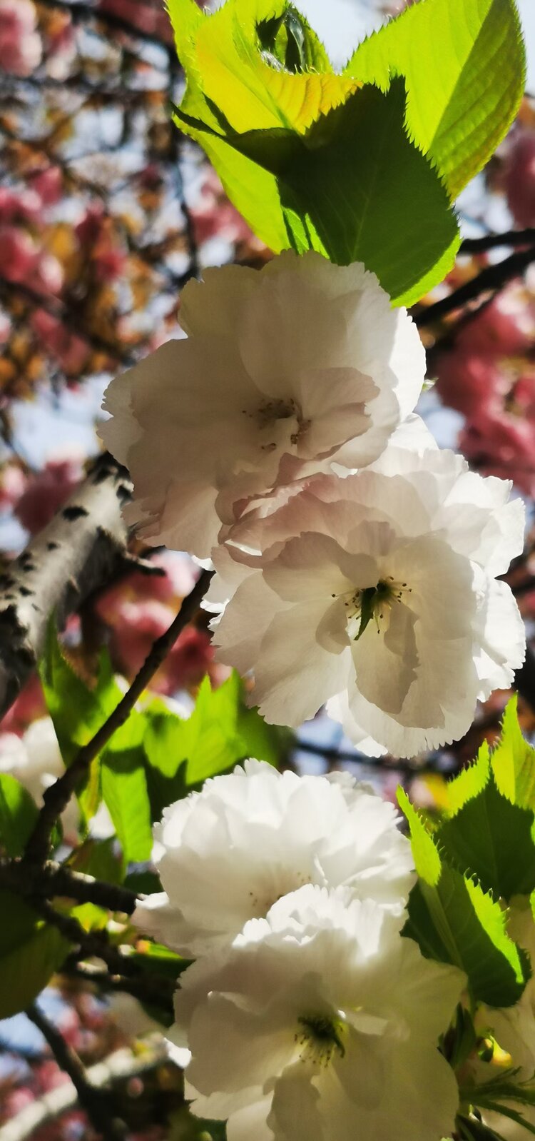 樱花进王原型马_樱花进王_樱花进王决胜服