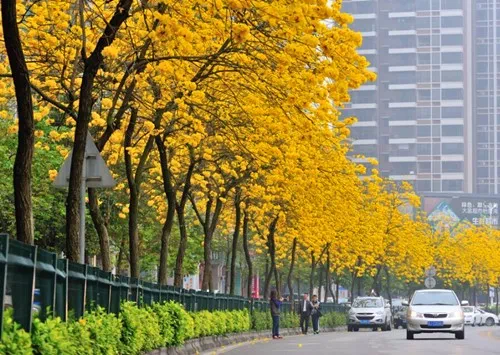 植树节节徽的简笔画_植树节节徽怎么画步骤_植树节节徽