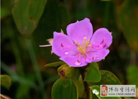 精华在线陈茂的儿子豆豆_豆豆网游戏_手机在线豆豆小游戏