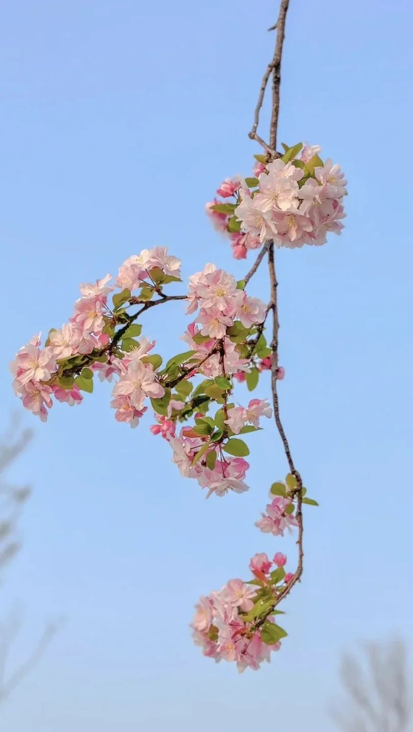 花语程行_花语程行二_花语程行程锦衣黑化