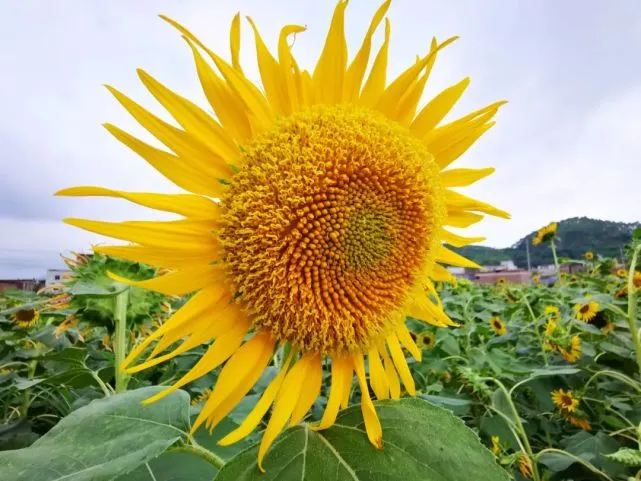 神田优_神田优_神田优