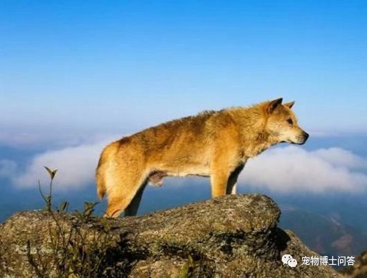 手机游戏斗犬-斗犬游戏：热血战斗与策略的完美结合，体验胜利巅