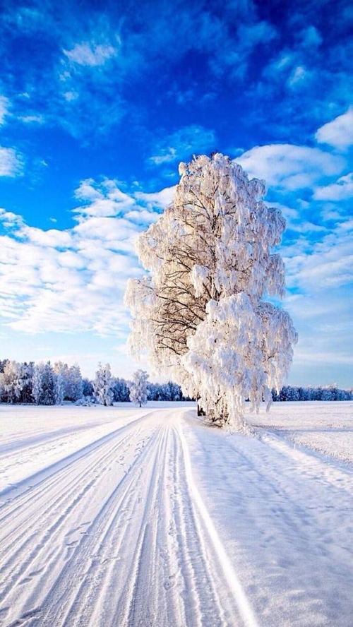 雪城爱_雪城大学和特拉华大学哪个好_小花仙雪城爱