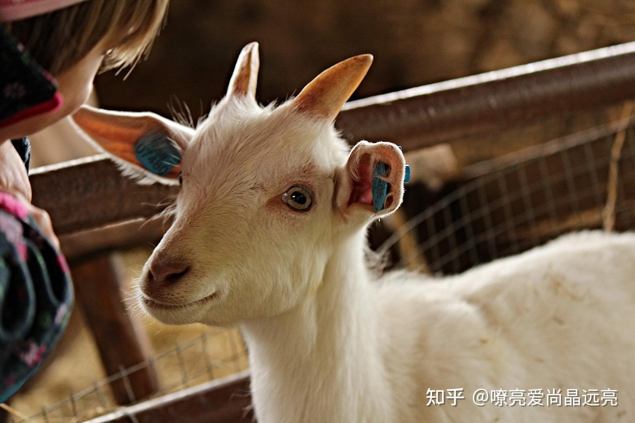 手机游戏自动跳到桌面上_游戏自动弹出到桌面_手机自动跳出游戏